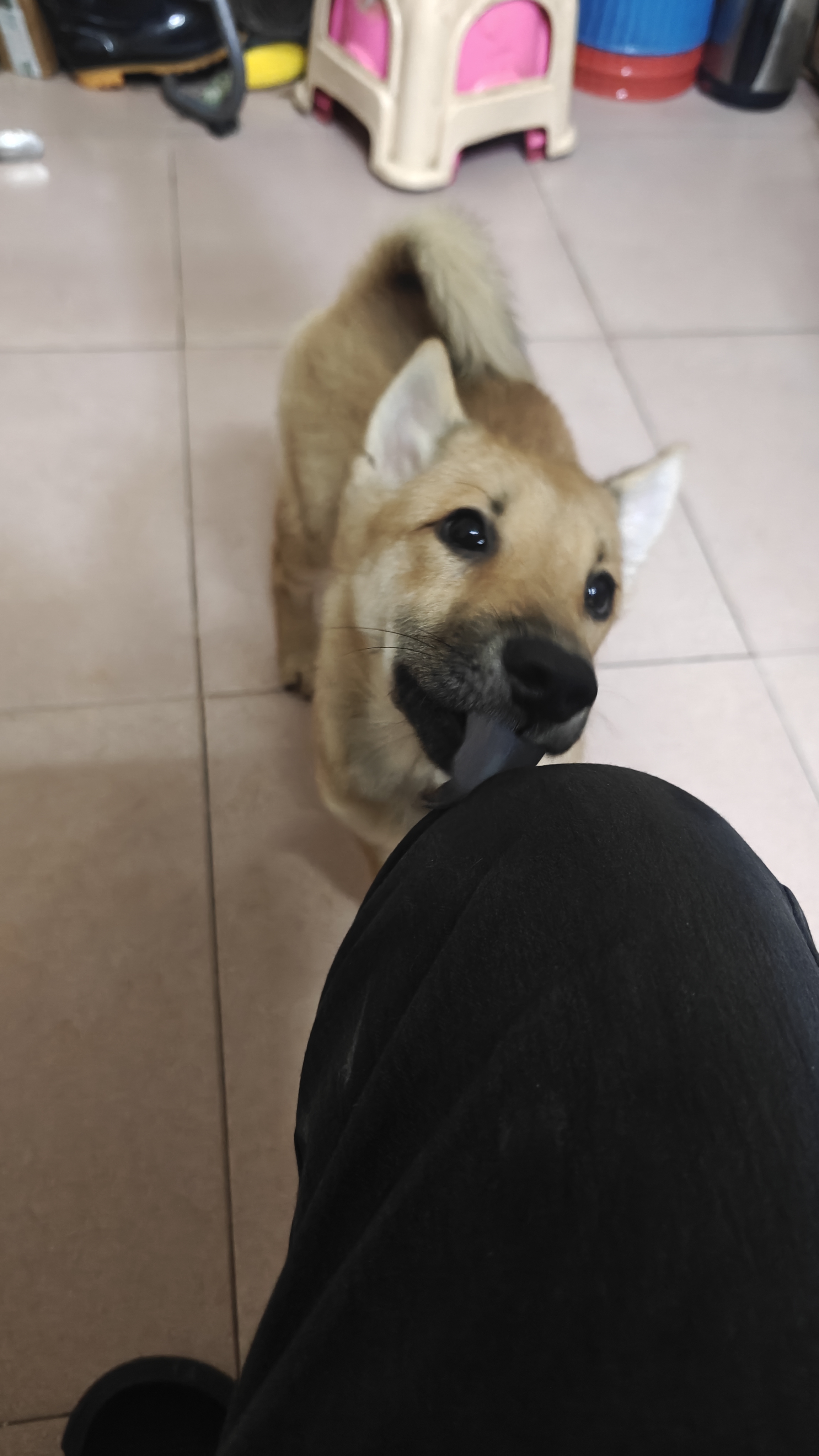 五黑的种，舌头全部黑，基因五黑的种，以后有机会是五黑，